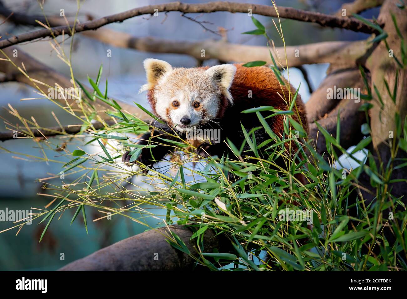 Chiudi ritratto di koala dolce mangiare foglie di eucalipto su un albero Foto Stock
