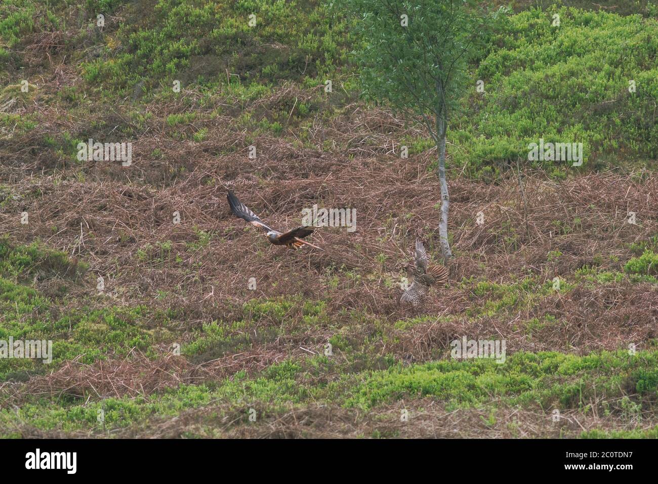 Gallo rosso (Lagopus lagopus scotica) che deforma un aquilone rosso (milvus milvus) dal suo nido, Burley Moor Foto Stock