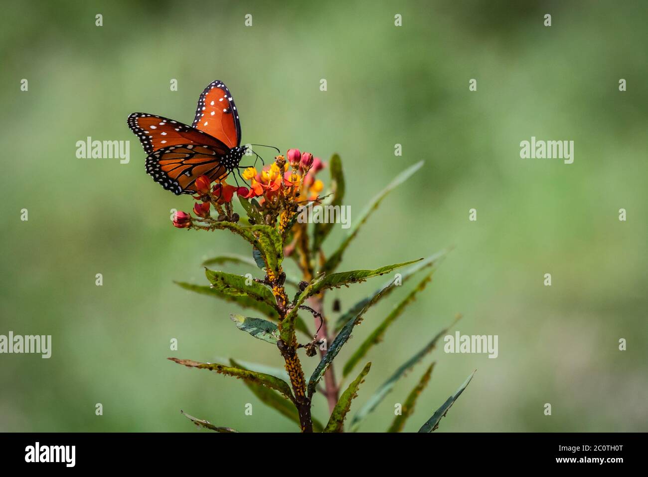 Farfalle regina su un fiore di alghe Foto Stock