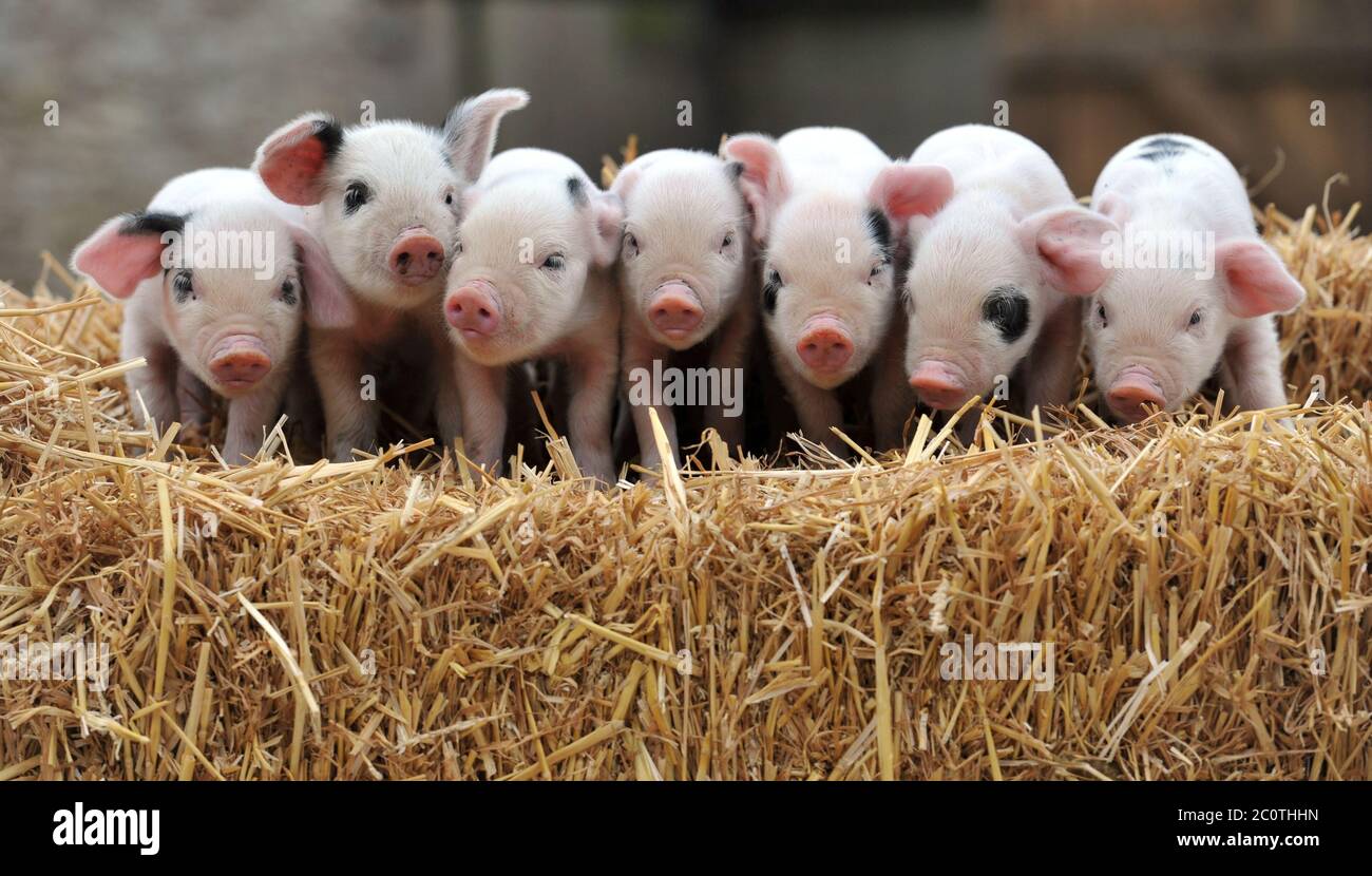 Questo piccolo piggy non dovrà rimanere a casa per molto più tempo, come il governo annuncia che le restrizioni sono state abolite su giardini zoologici, fauna selvatica e animali par Foto Stock