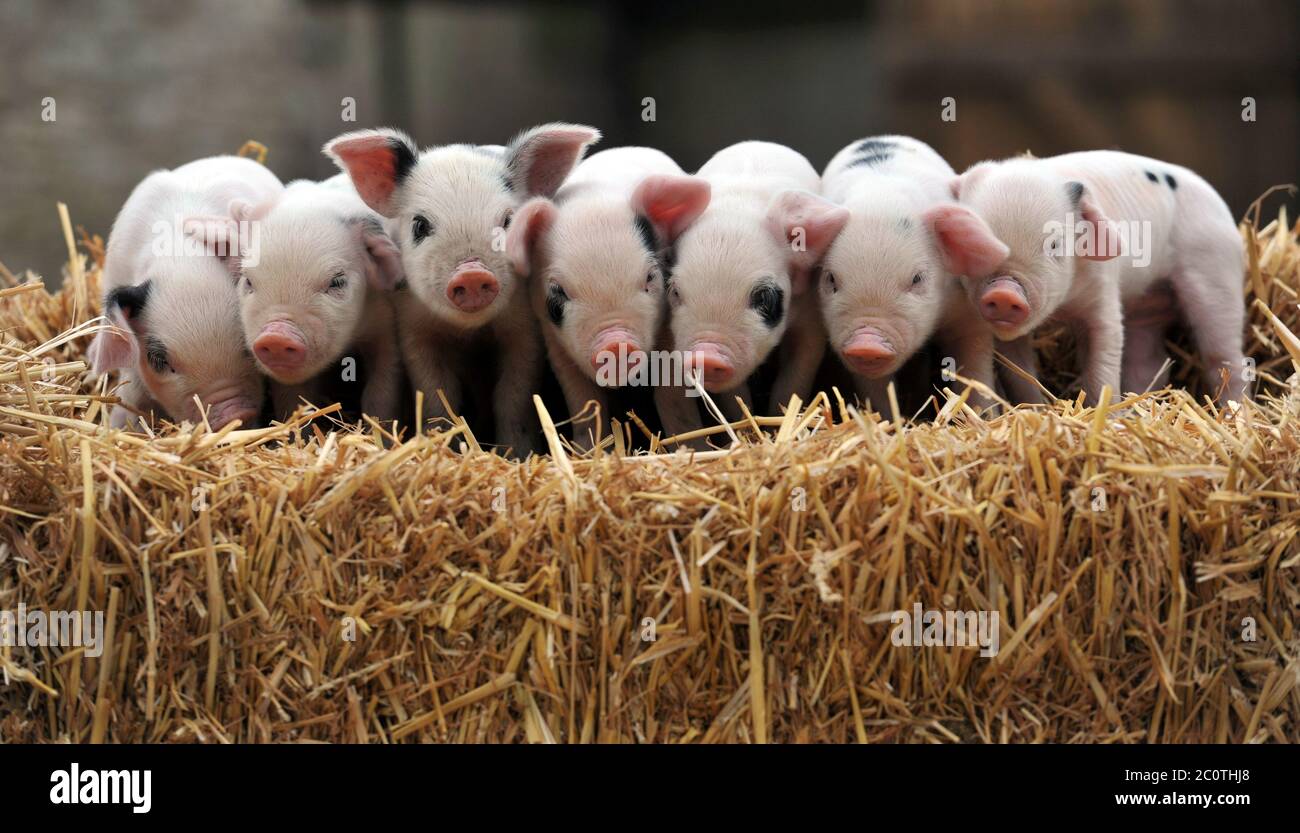 Questo piccolo piggy non dovrà rimanere a casa per molto più tempo, come il governo annuncia che le restrizioni sono state abolite su giardini zoologici, fauna selvatica e animali par Foto Stock