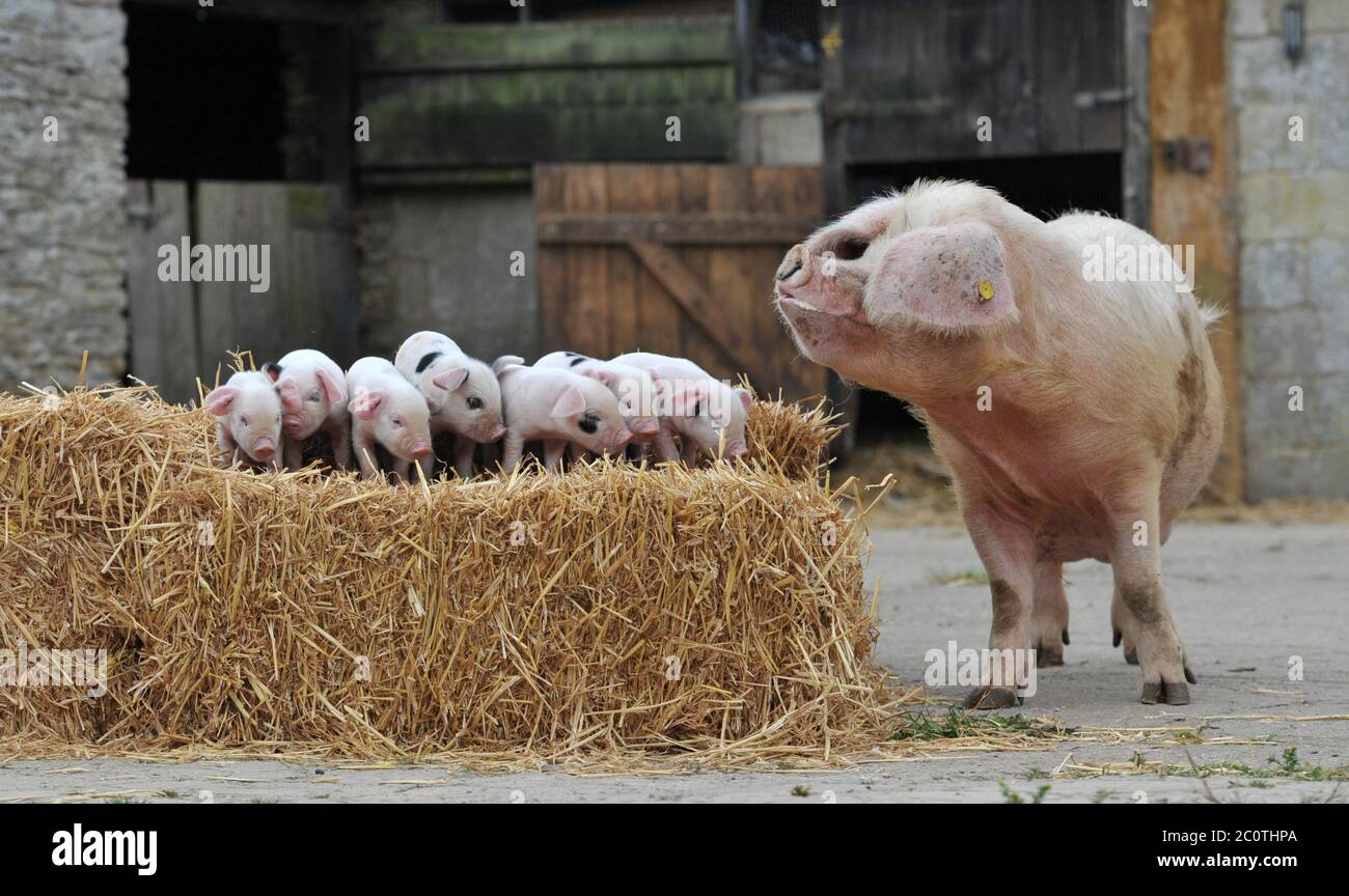 Questo piccolo piggy non dovrà rimanere a casa per molto più tempo, come il governo annuncia che le restrizioni sono state abolite su giardini zoologici, fauna selvatica e animali par Foto Stock