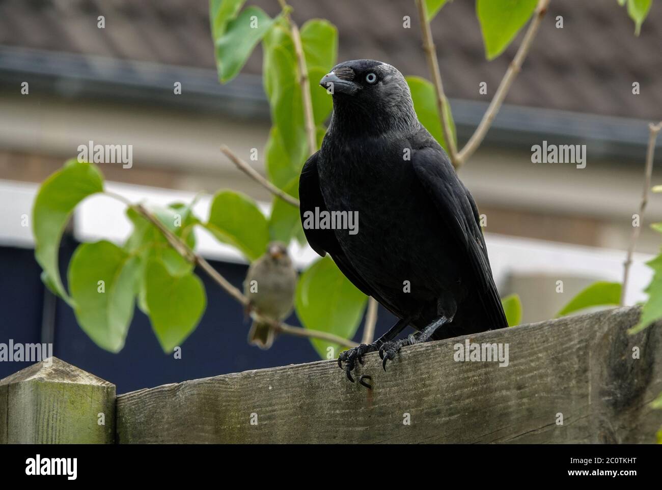 Jackdaw Corvus monidula su spessa recinzione in legno in un giardino Foto Stock