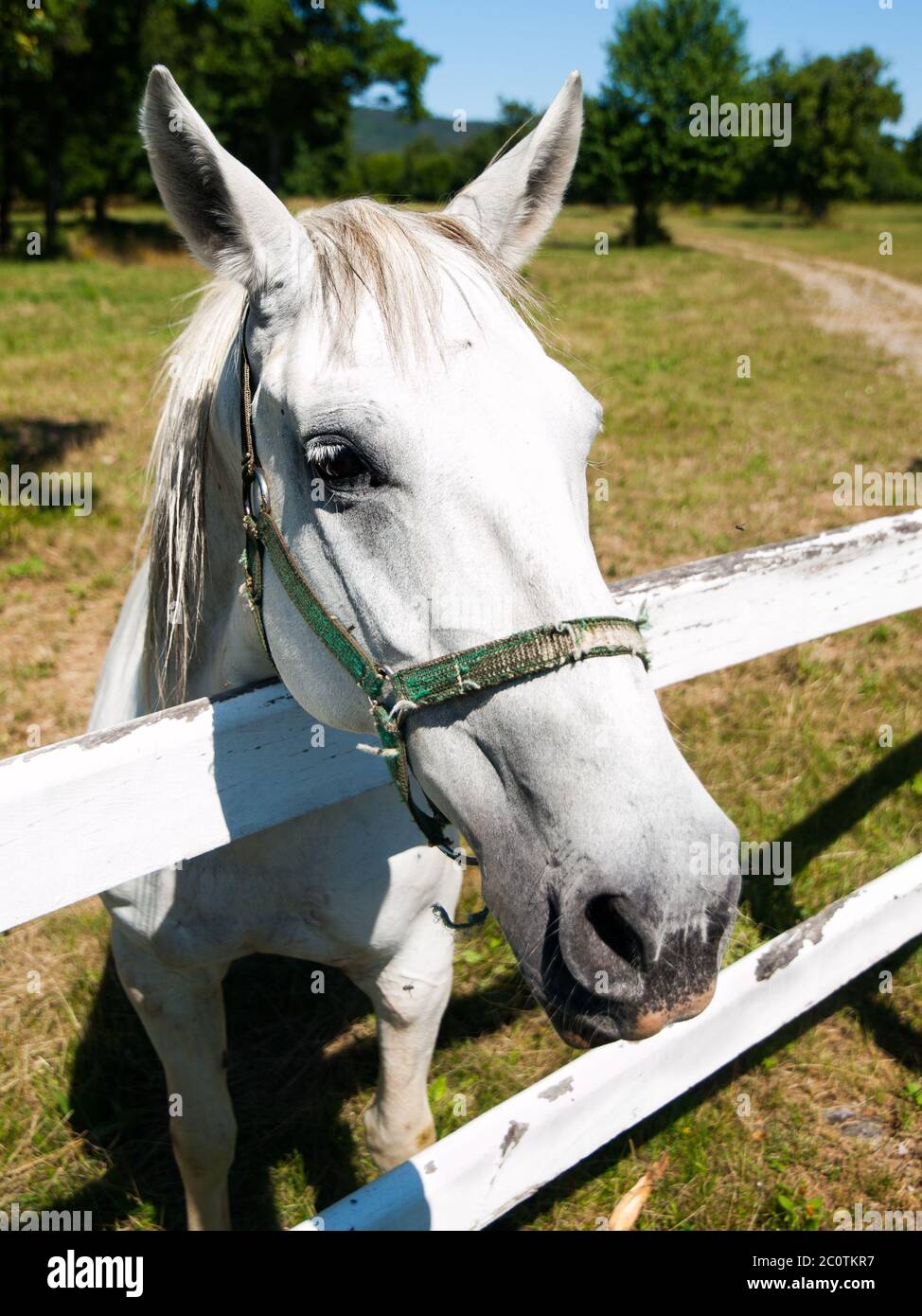 Ritratto dello stallone Lipizzaner in piedi dietro la recinzione, Lipica, Slovenia Foto Stock