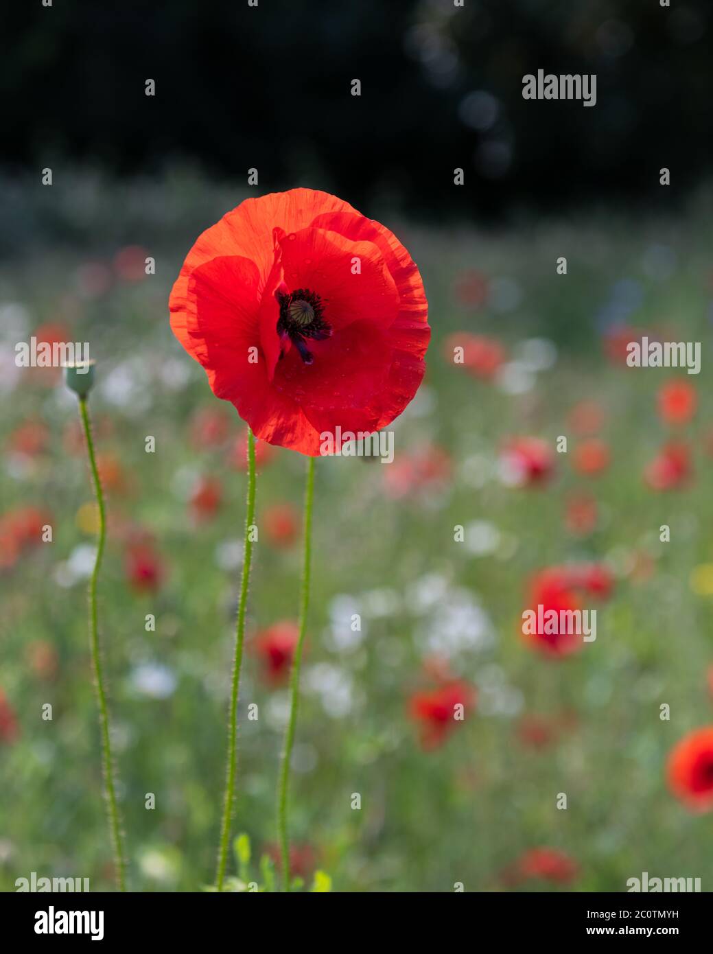 Un papavero rosso brillante contro un prato di papaveri e margherite Foto Stock
