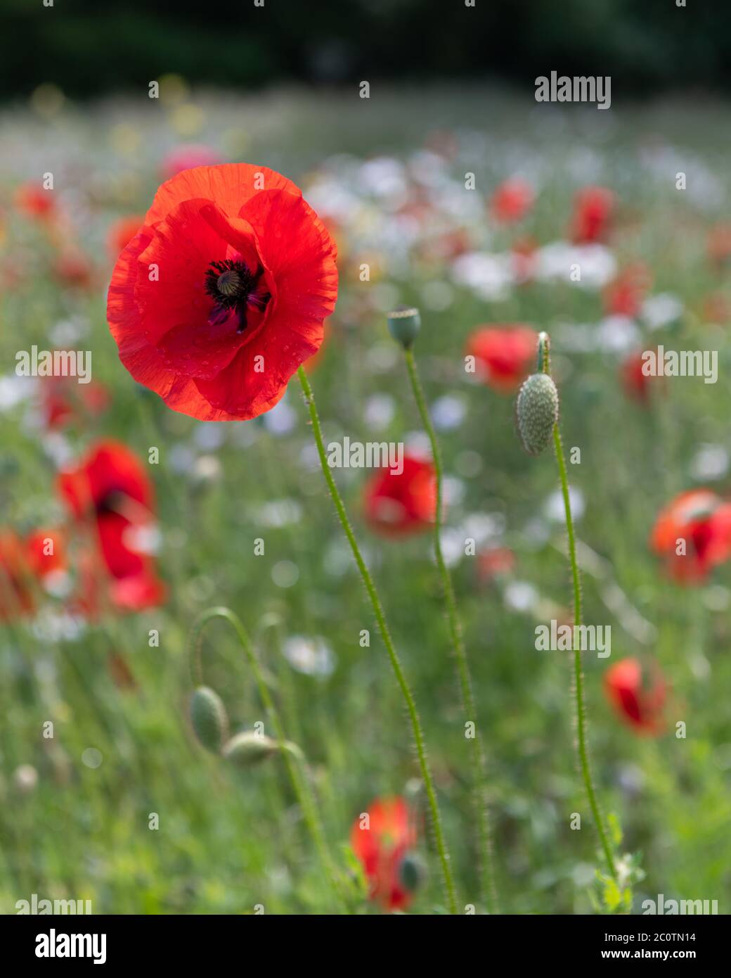 Un papavero rosso brillante contro un prato di papaveri e margherite Foto Stock