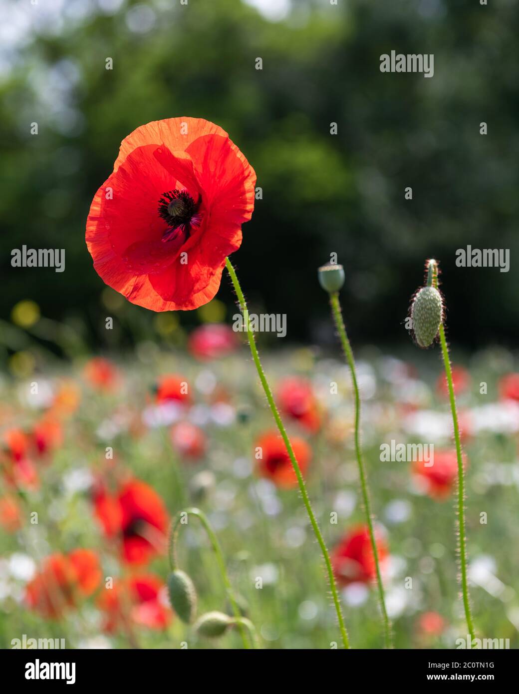 Un papavero rosso brillante contro un prato di papaveri e margherite Foto Stock