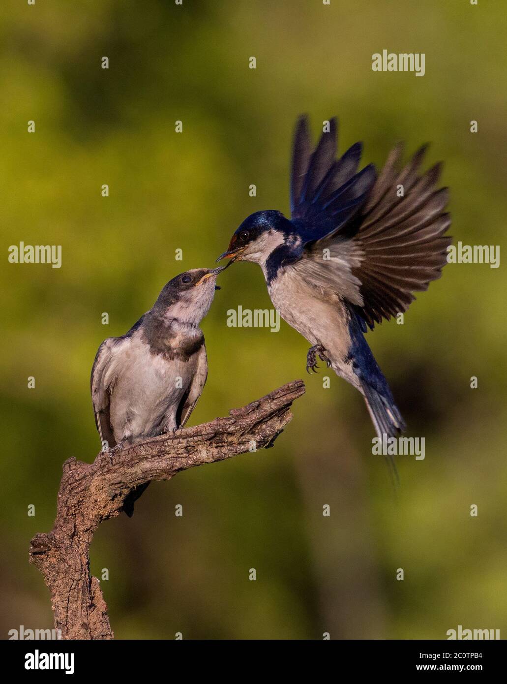 uccello con cibo, insetto Foto Stock