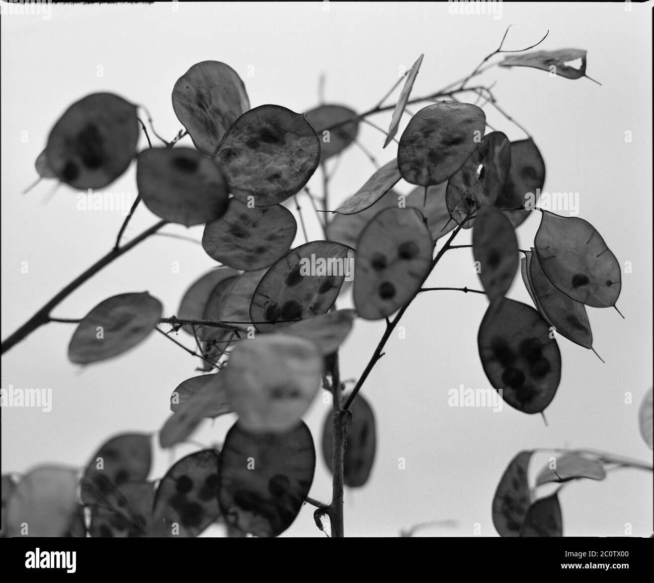 Immagine monocromatica dei baccelli maturi di un fiore (Lunaria Annua) Foto Stock