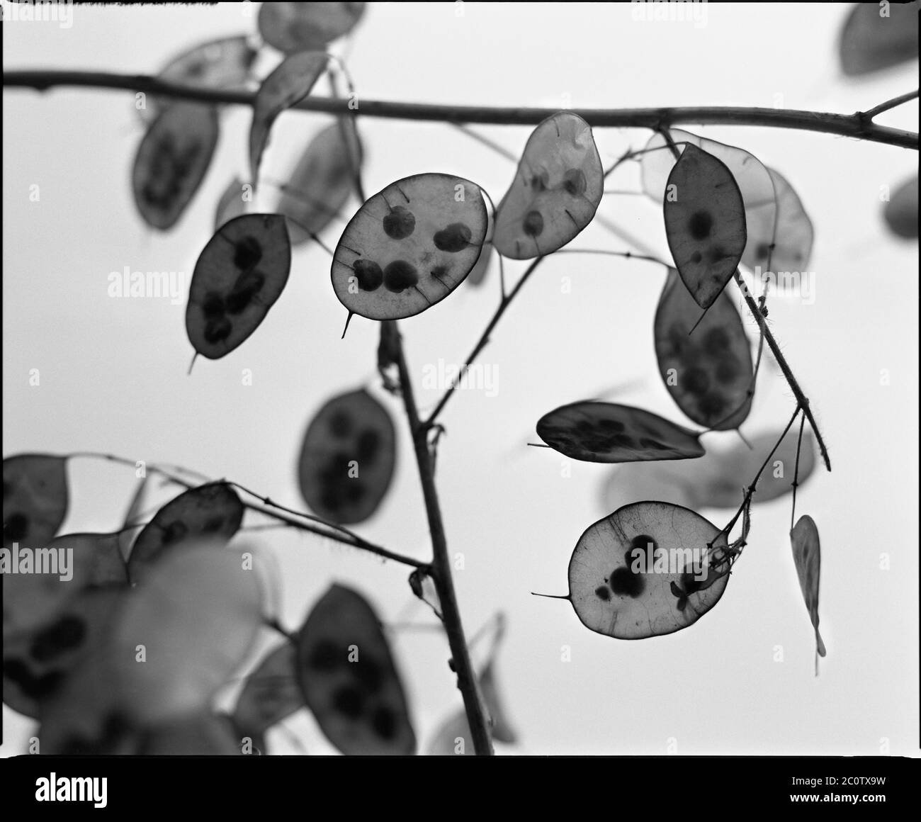 Immagine monocromatica dei baccelli maturi di un fiore (Lunaria Annua) Foto Stock