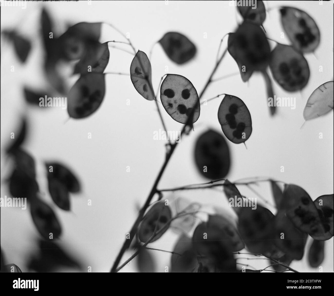 Immagine monocromatica dei baccelli maturi di un fiore (Lunaria Annua) Foto Stock