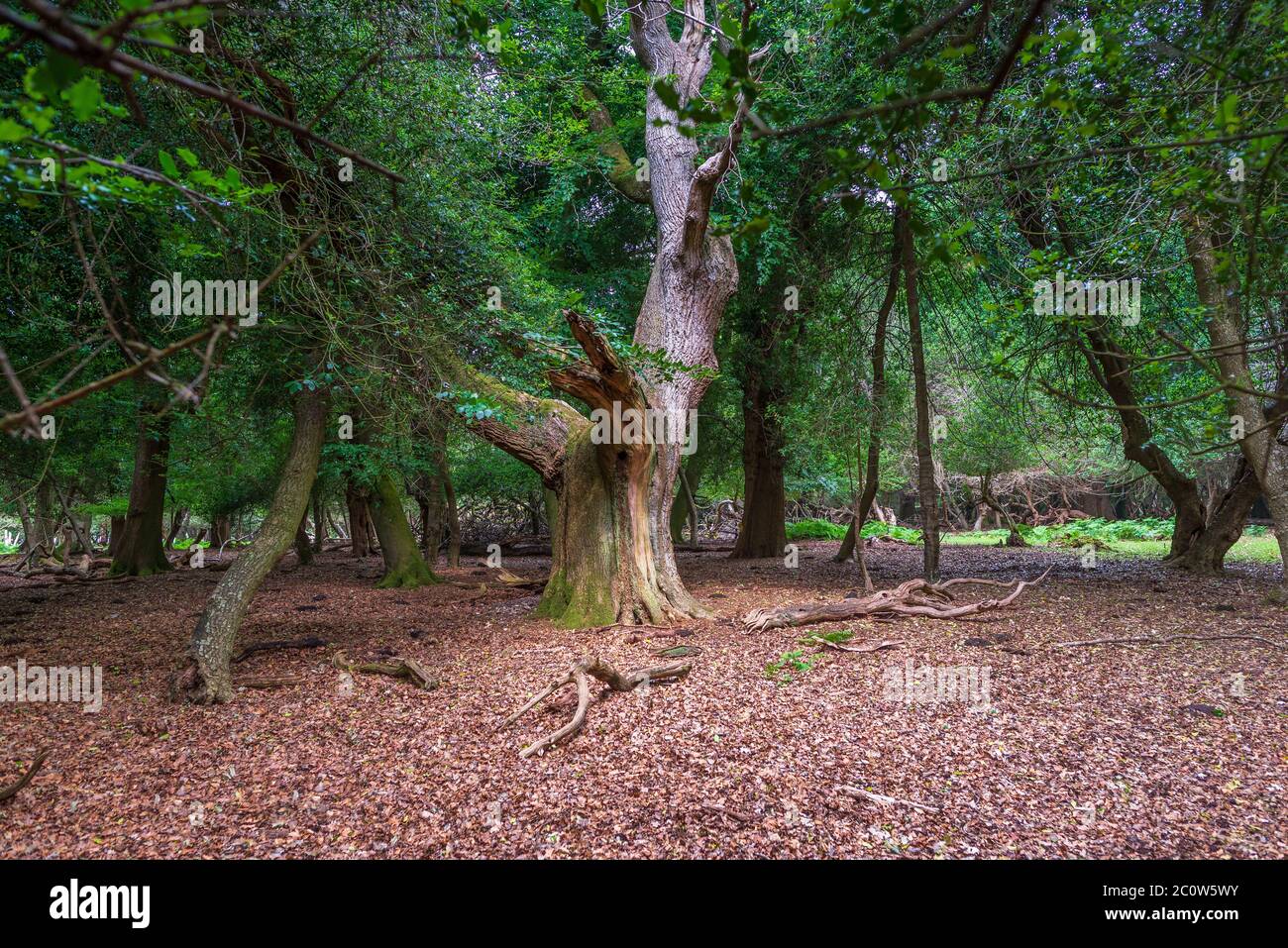Grande albero morto circondato da boschi verdi Foto Stock
