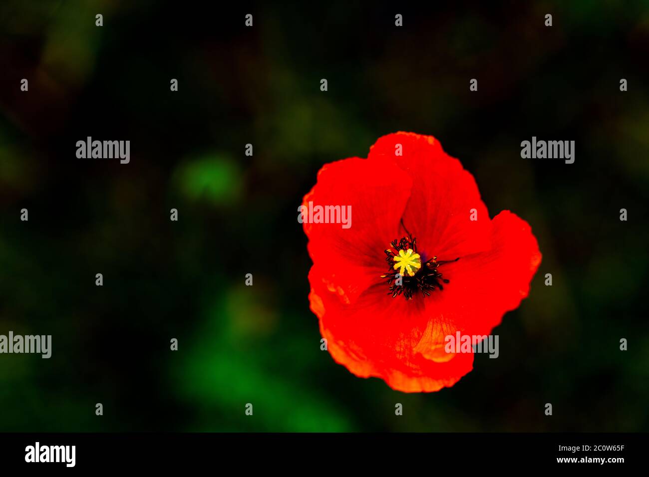 Semina papavero (Papaver dubium) in un letto al sole d'estate Foto Stock
