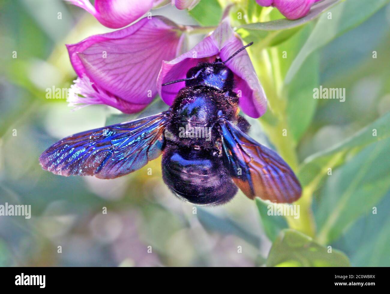 Blu insetto animale bloom blossom fiorire fiorente swarthy nero jetblack Foto Stock
