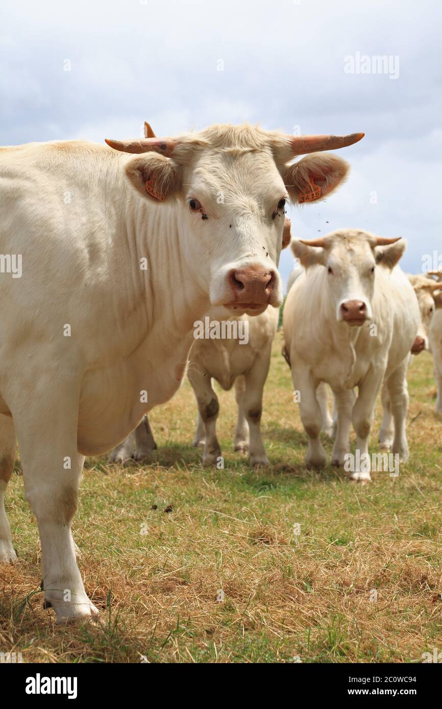 Agricoltura Agricoltura vacca bionda razza bovina Carni bovine settore allevamento fattoria nuvoloso Foto Stock