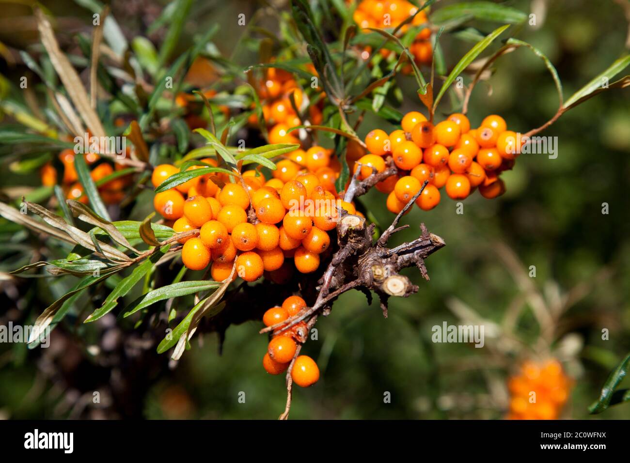 Rami, Berry, sallow thorn, buckthorns, estate, summerly mature, progenie, Foto Stock