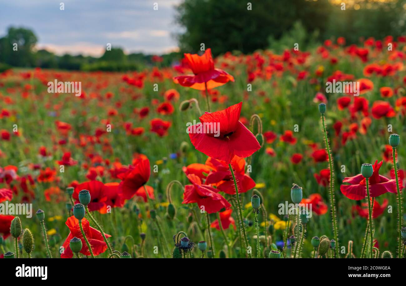 Papaveri e fiori selvatici a Plock Court, con il sole che tramonta sui petali Foto Stock