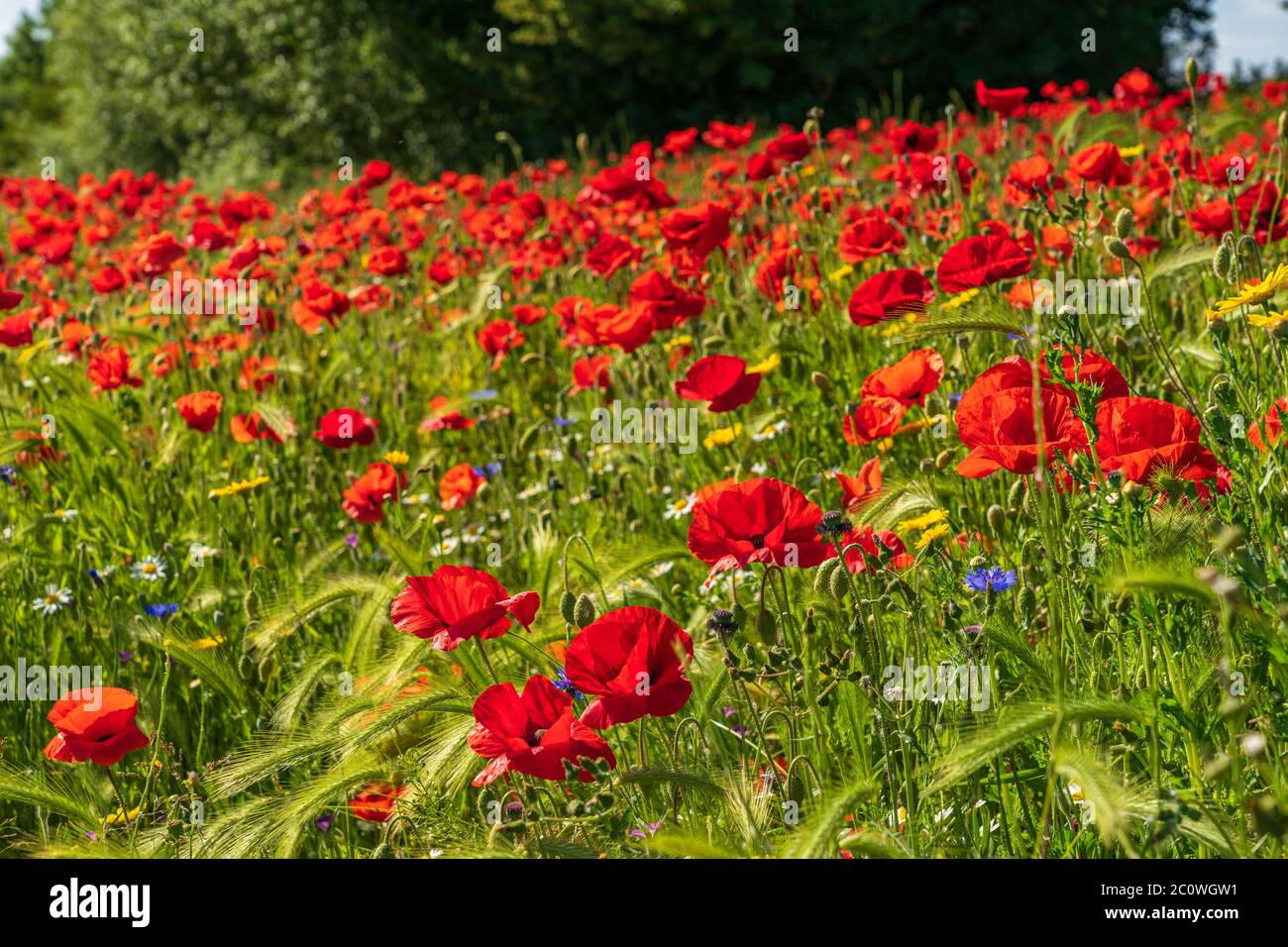 Campo di papaveri e altri fiori selvatici in una bella giornata di sole d'estate Foto Stock