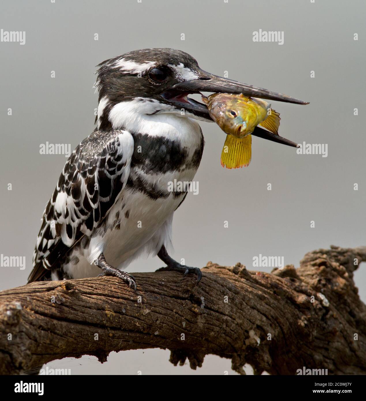 pied kinfisher con pesce Foto Stock