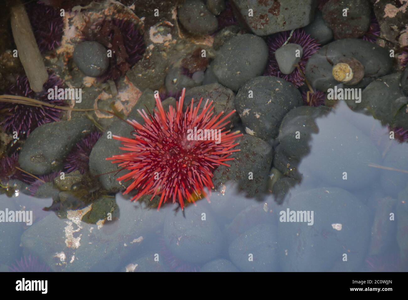 Primo piano su un riccio di mare rosso in una piscina di marea sulla spiaggia di Cobble sotto il faro di Yaquina Head in Oregon Foto Stock