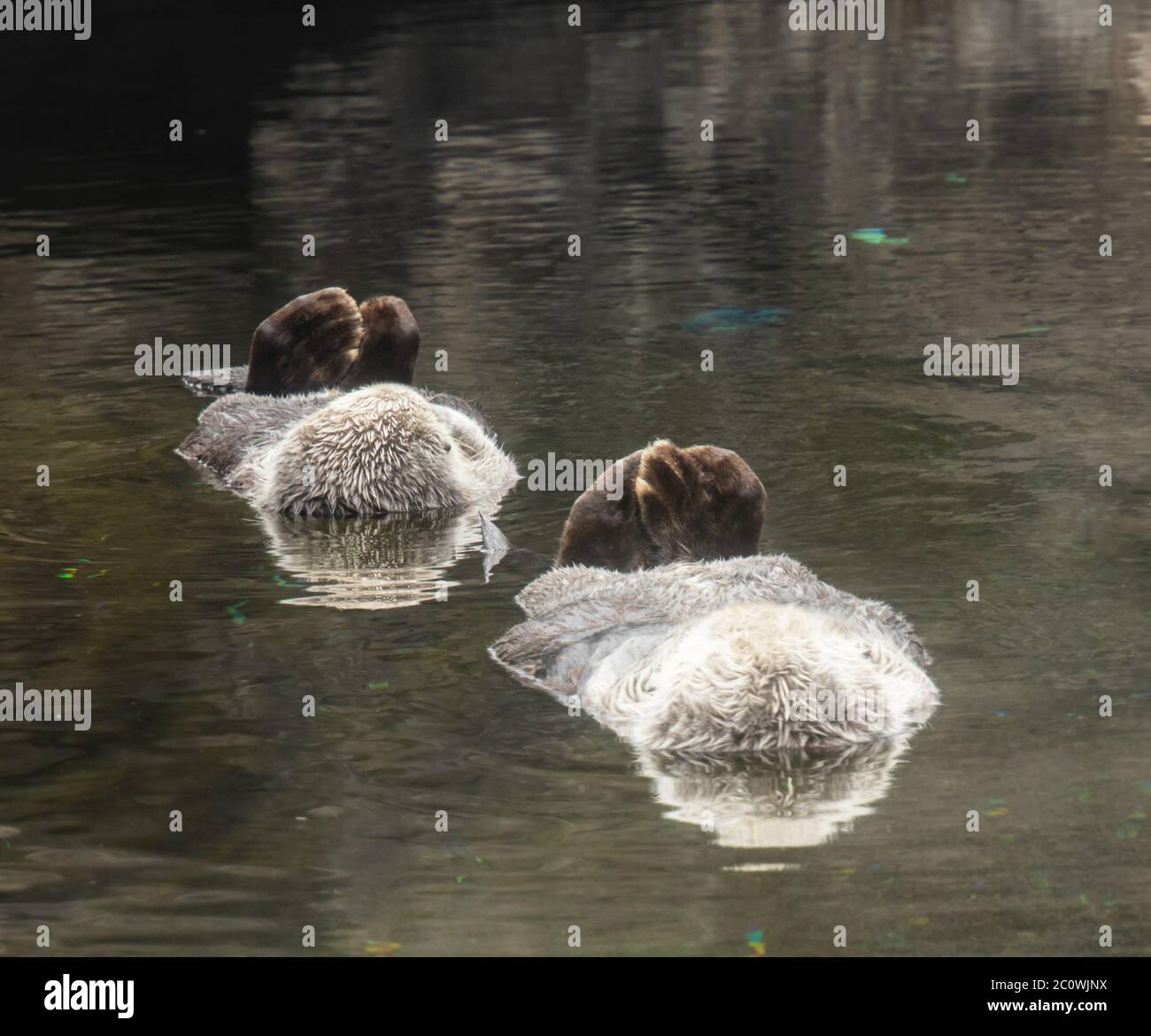 Due Sea Otters addormentati galleggiano sulle loro spalle con le pinne posteriori che si attaccano Foto Stock