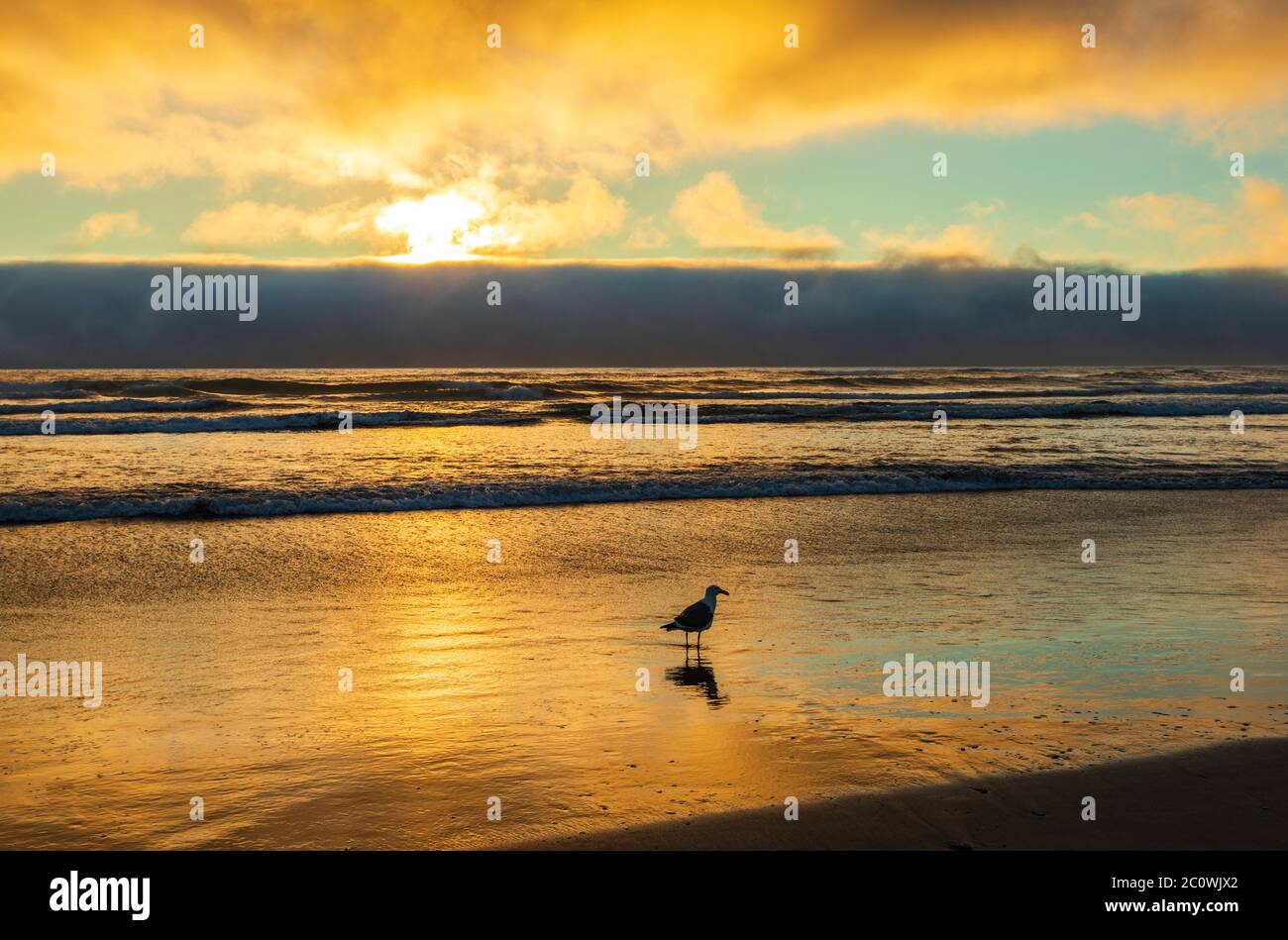 Sea Gull in piedi in acqua sulla spiaggia di Cannon in Oregon con un tramonto arancione luminoso che si illumina tutto il cielo e si riflette in acqua Foto Stock