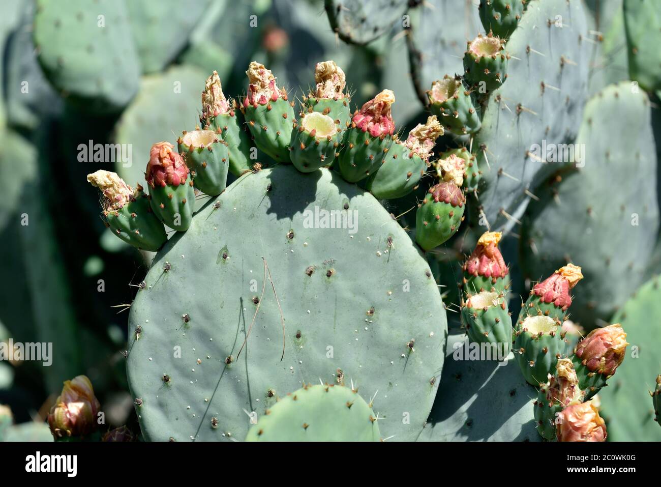 Cactus, fiori, gemme ad Atene, Grecia Foto Stock