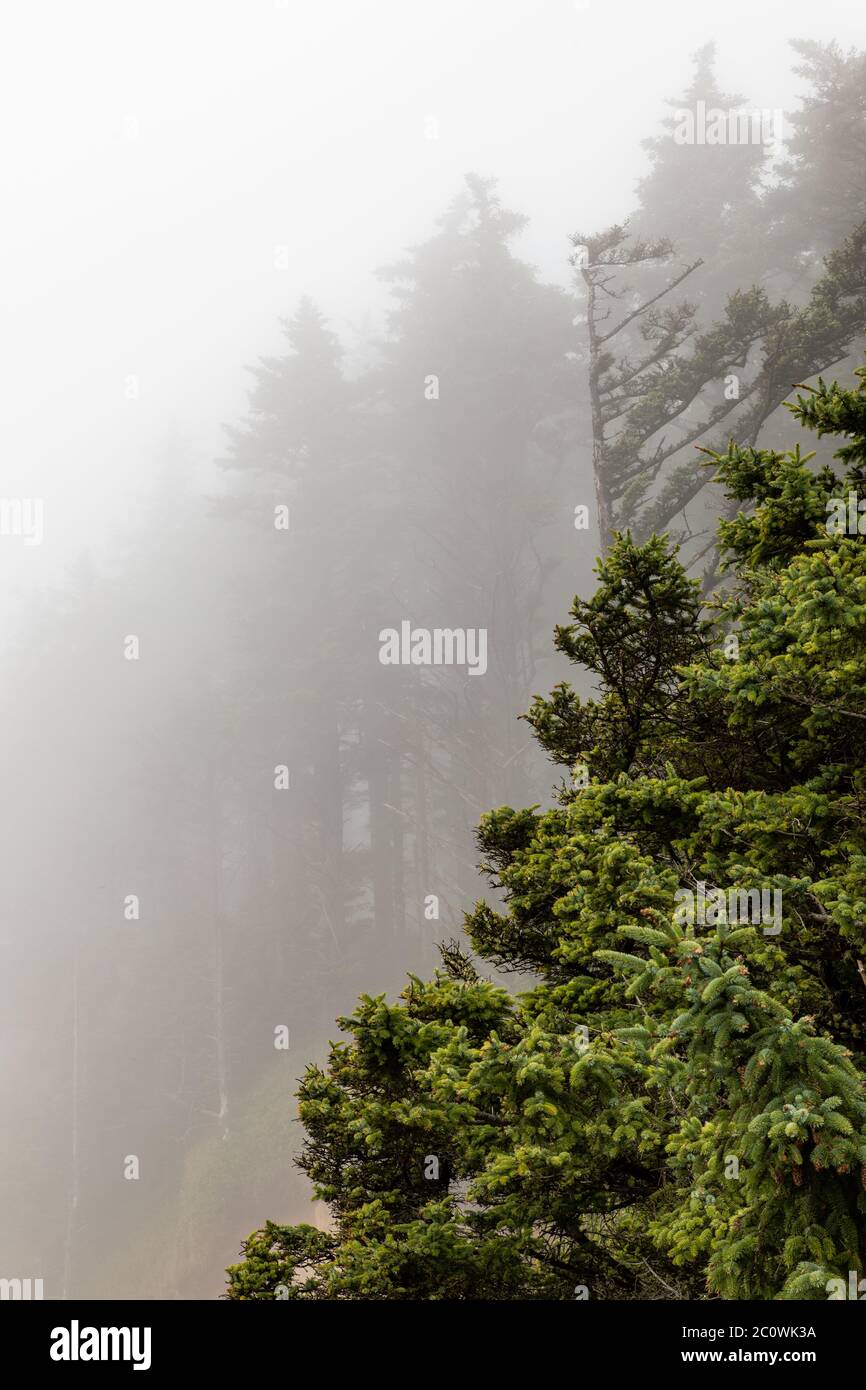 Immagine verticale - la nebbia lungo la costa dell'Oregon copre una collina di alberi e gli conferisce un aspetto unico Foto Stock