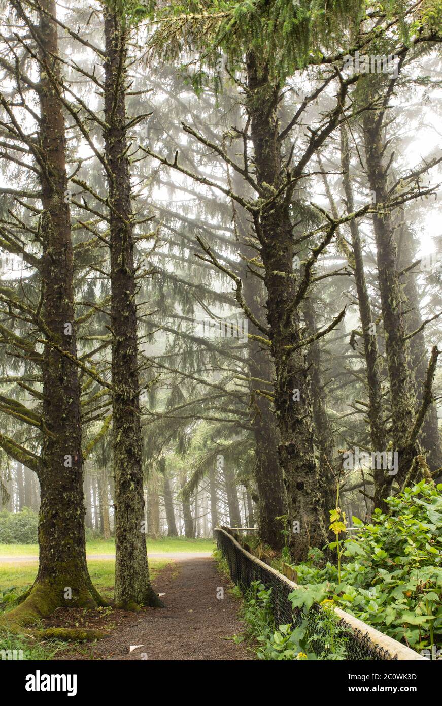 Immagine verticale - la nebbia circonda l'area dove un sentiero passa da alberi ricoperti di muschio lungo la costa dell'Oregon Foto Stock