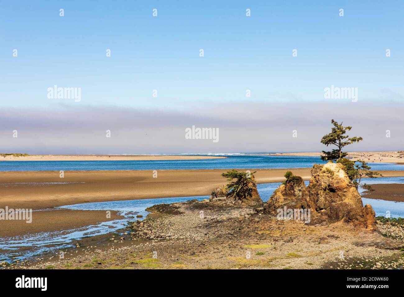 Alberi che crescono sulla spiaggia lungo la costa dell'Oregon con nebbia all'orizzonte Foto Stock