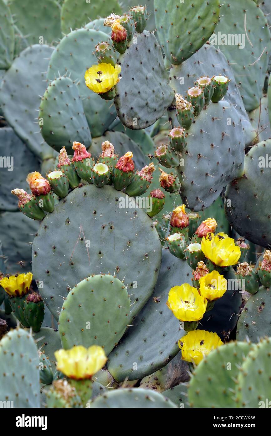 Cactus, fiori, boccioli, api ad Atene, Grecia Foto Stock