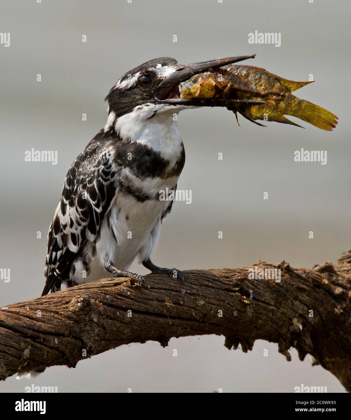 pied kinfisher con pesce Foto Stock