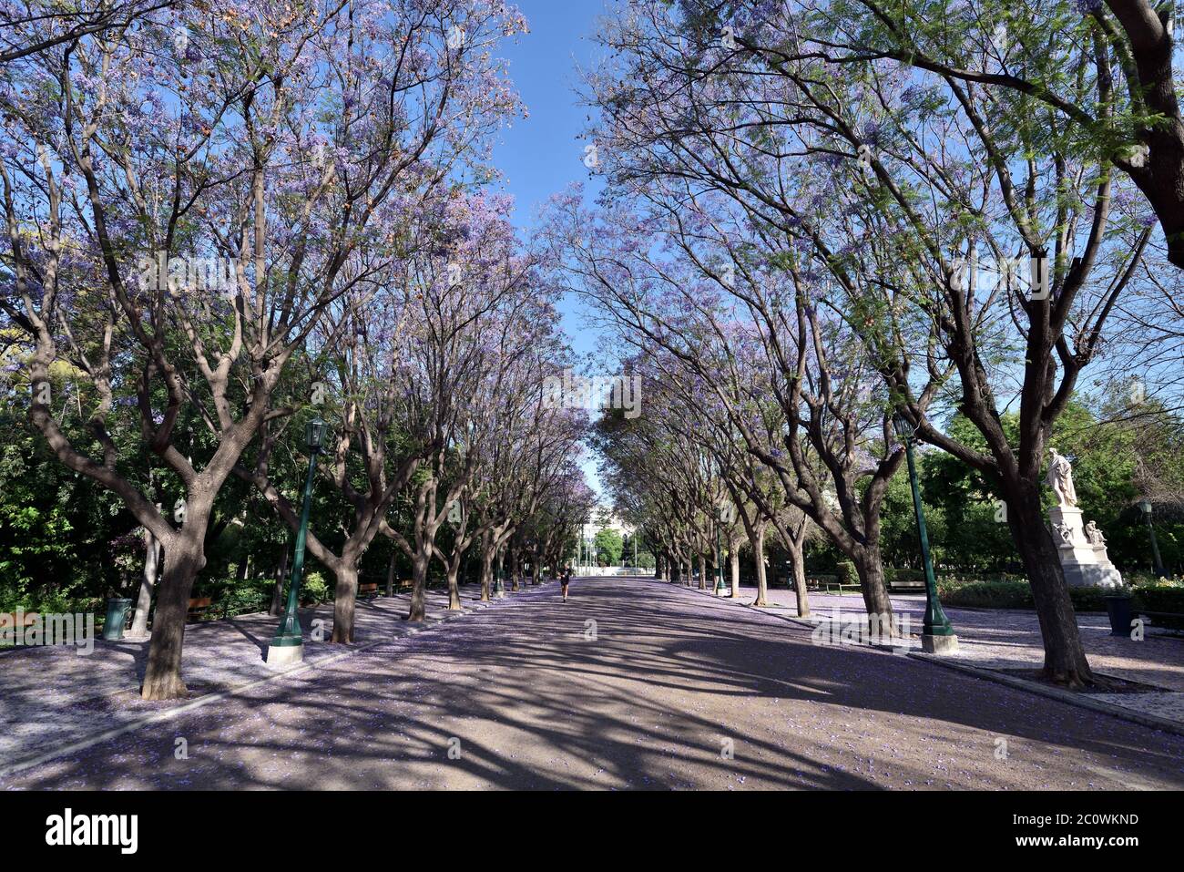 Jacaranda mimosifolia alberi a Zappeion, Atene, Grecia Foto Stock