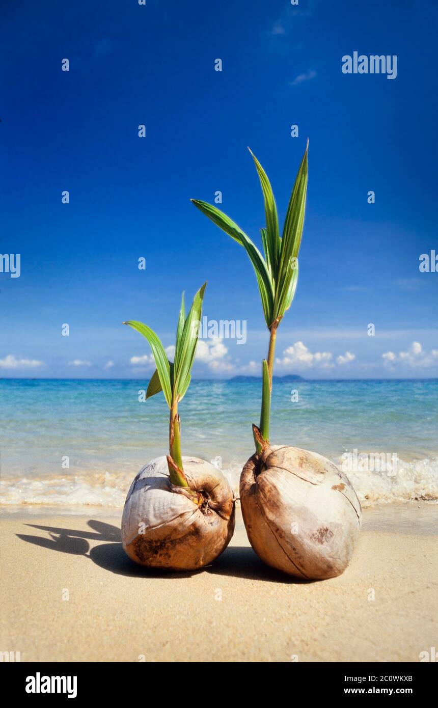 Germinante cocco su una spiaggia tropicale, Cocus nucifera, Pulau Tioman isola, Malesia Foto Stock