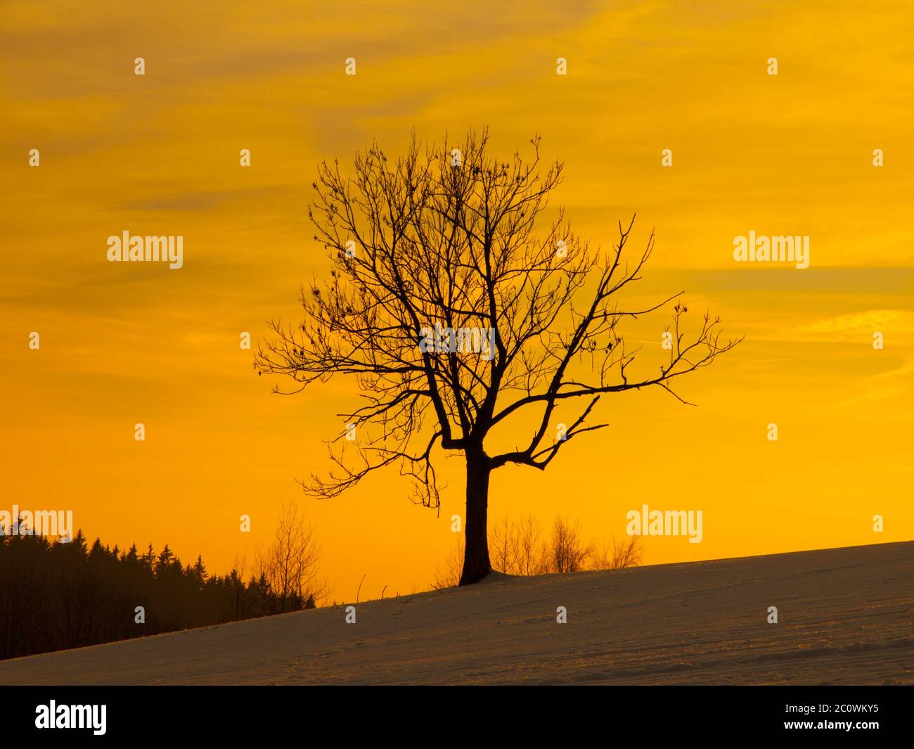 Silhouette di albero in inverno sera, tonalità arancio, temperatura calda Foto Stock