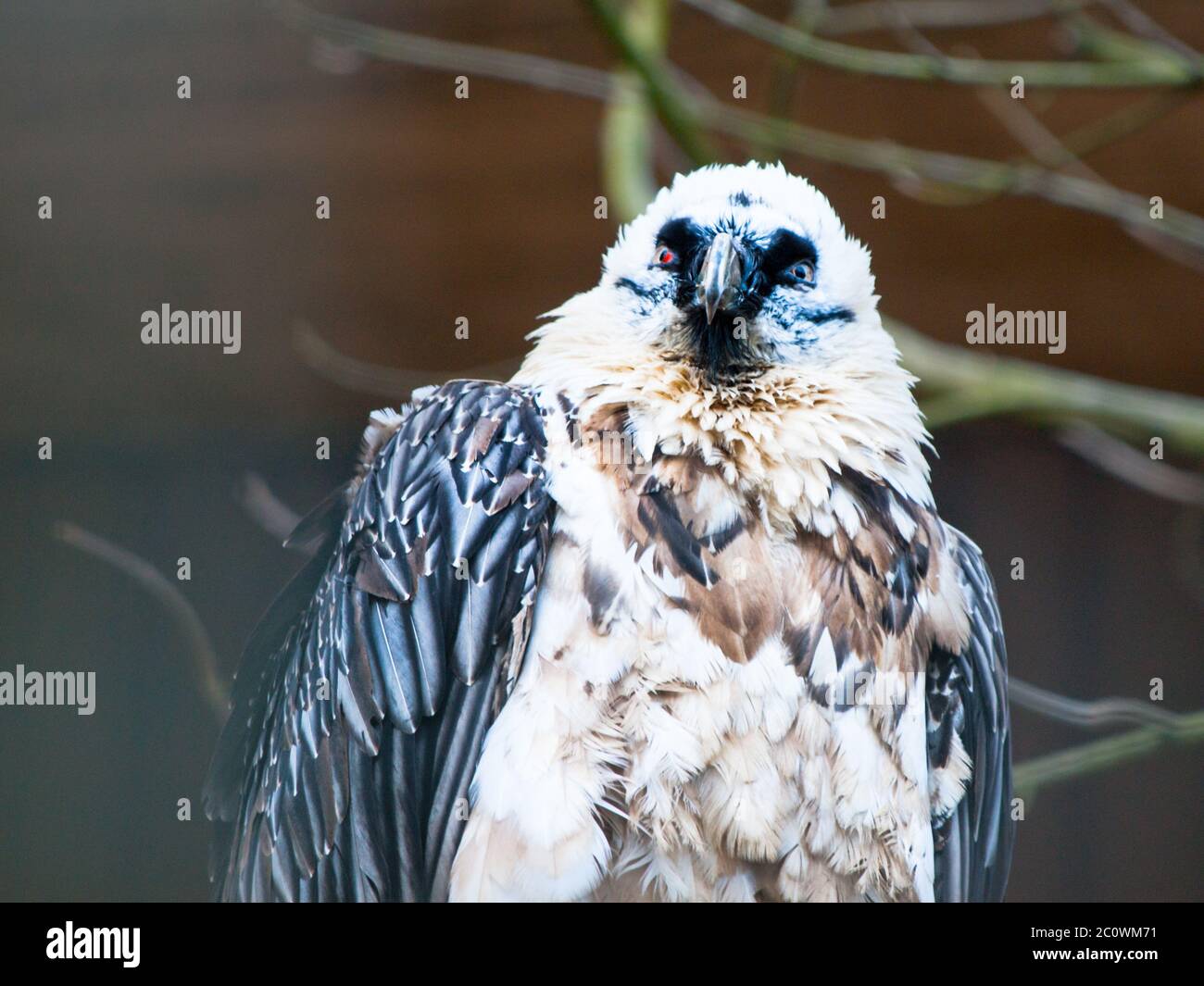 Vista ravvicinata di avvoltoi bearded, Gypaetus barbatus, aka lammergeier o ossifrage, uccello di preda che vive nelle regioni dell'africa orientale e dell'asia centrale Foto Stock