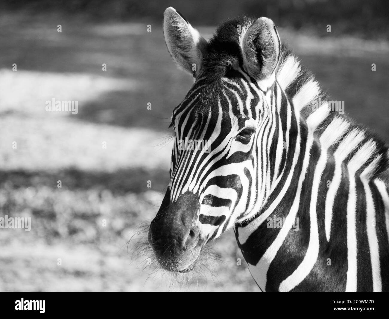 Primo piano ritratto della zebra di Chapman, Equus quagga chapmanni, in bianco e nero Foto Stock