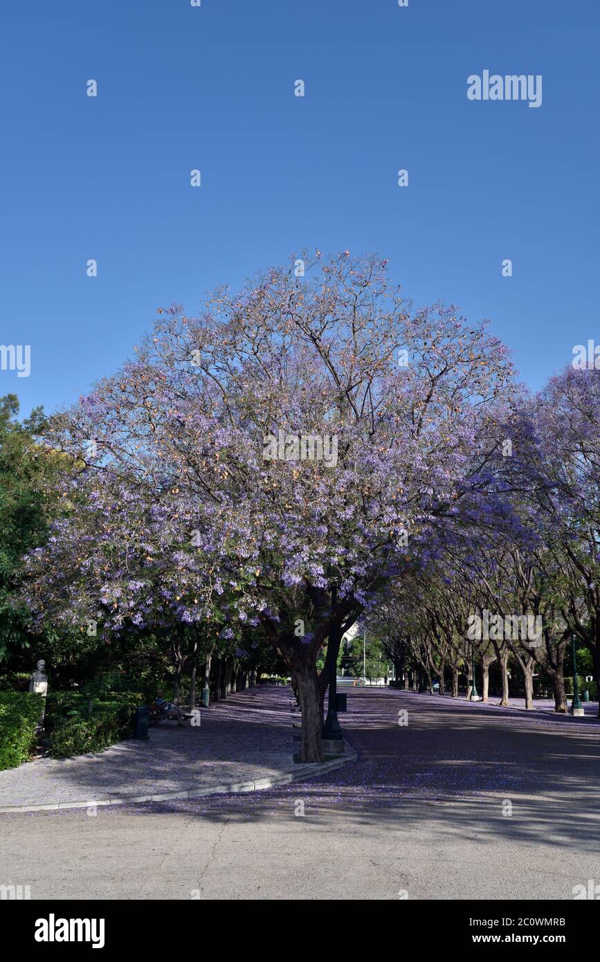 Jacaranda mimosifolia alberi a Zappeion, Atene, Grecia Foto Stock