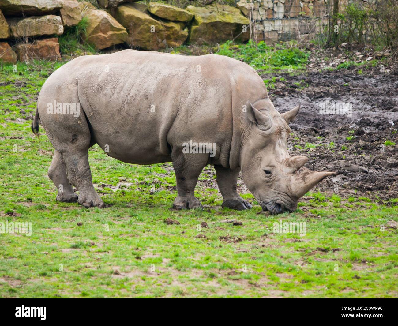 Rinoceronte nero - Diceros bicornis - pascolo in erba. Foto Stock
