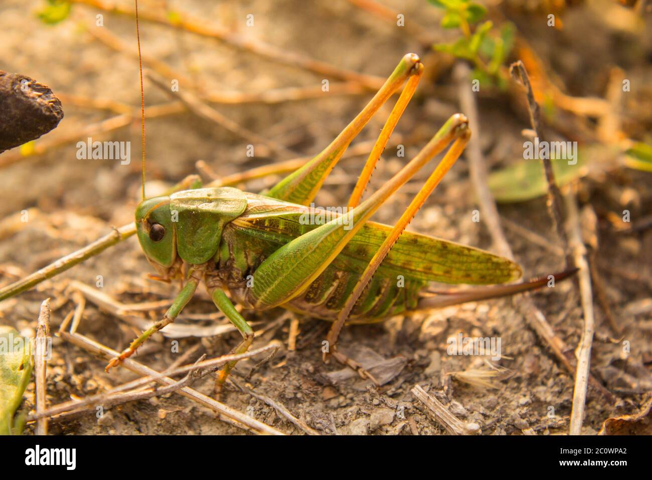 La verruca amara (Decticus verrucivorus), femmina adulta della morfa verde Foto Stock