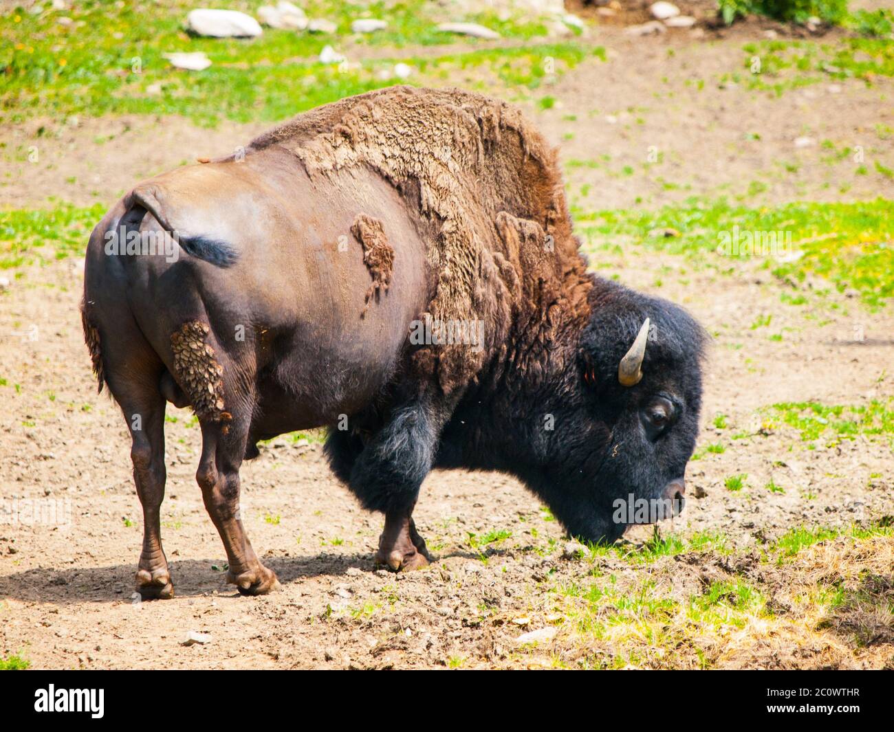 Bisonte americano selvaggio, bisonte bisonte, o bufalo su un pascolo. Foto Stock Bisonte americano selvaggio, bisonte bisonte, o bufalo su un pascolo. Foto Stock