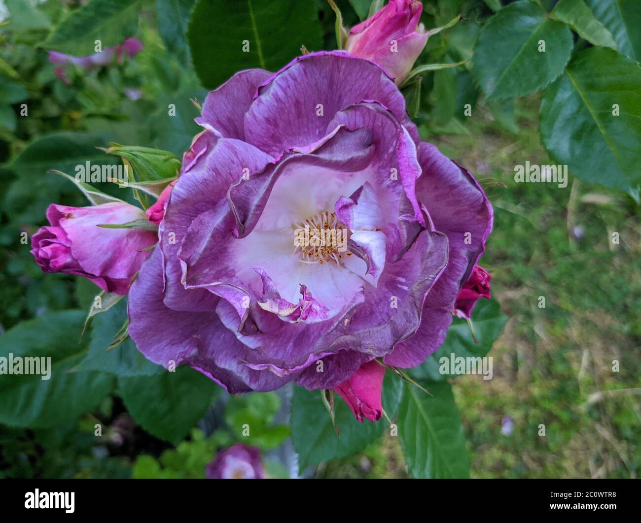 Delicato gemma di rose di blu in fiore per la tua varietà Foto Stock