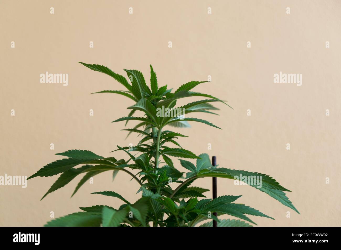 Pianta di cannabis nel recipiente. Repubblica Ceca Foto Stock