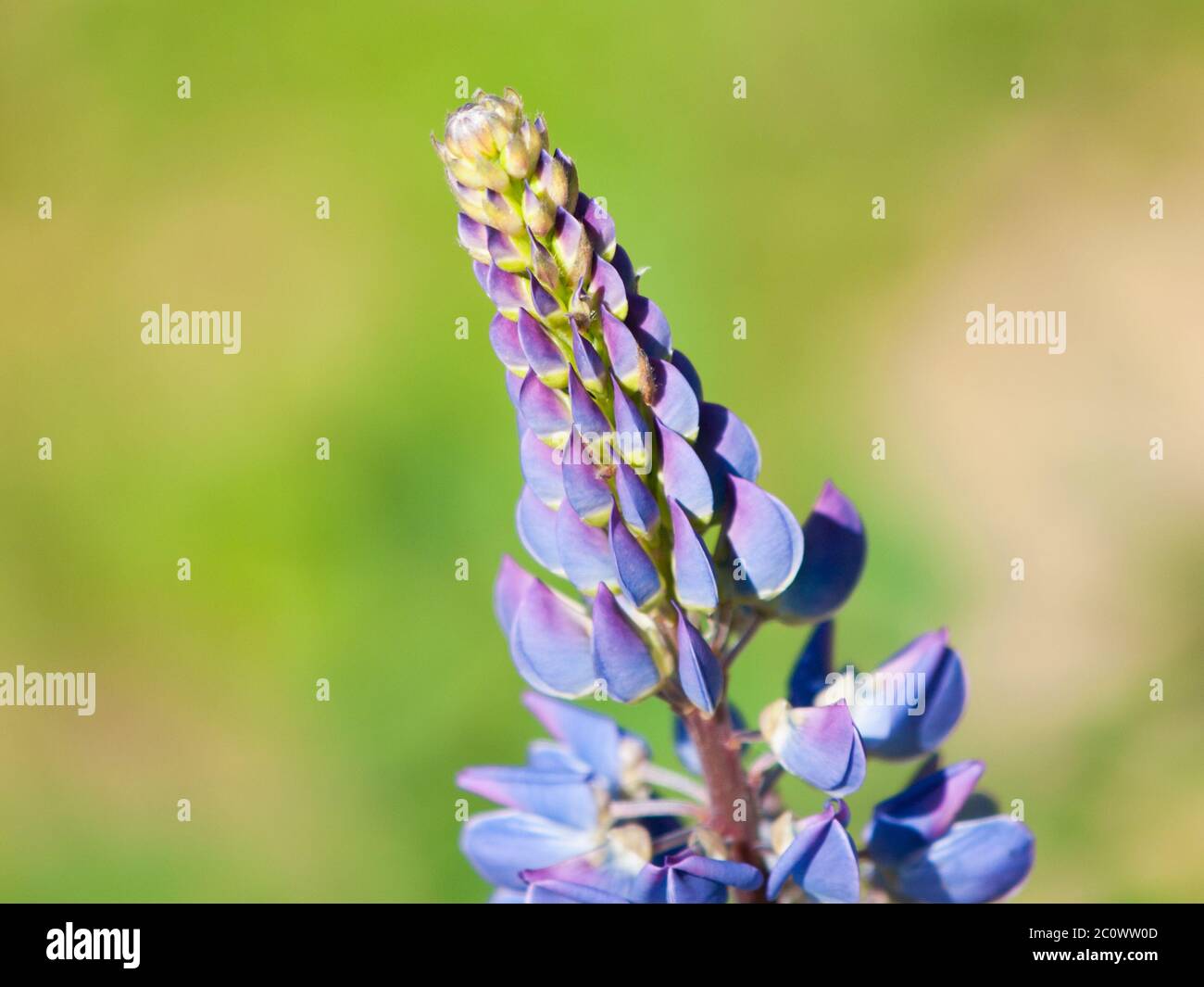 Fiore di lupino viola, Lupin polifyllus, con sfondo verde bokeh Foto Stock