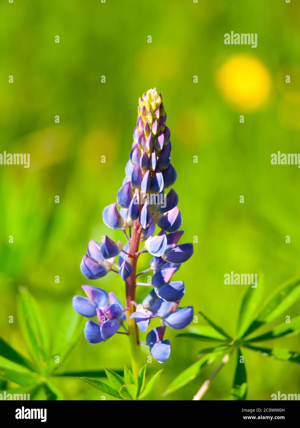 Fiore di lupino viola, Lupin polifyllus, con sfondo verde bokeh Foto Stock