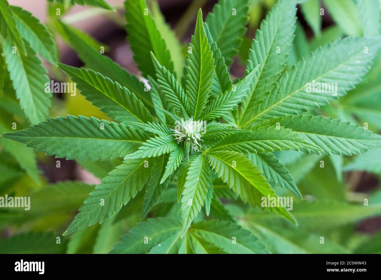 Pianta di cannabis nel recipiente. Repubblica Ceca Foto Stock