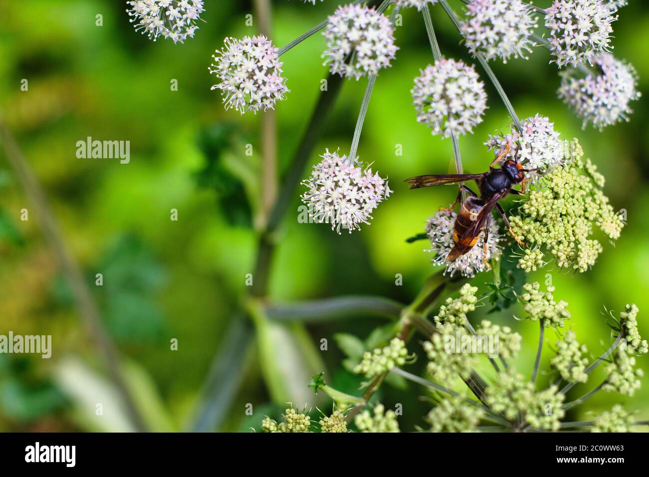 WASP impollinante su un fiore bianco. Vespula Germanica Foto Stock