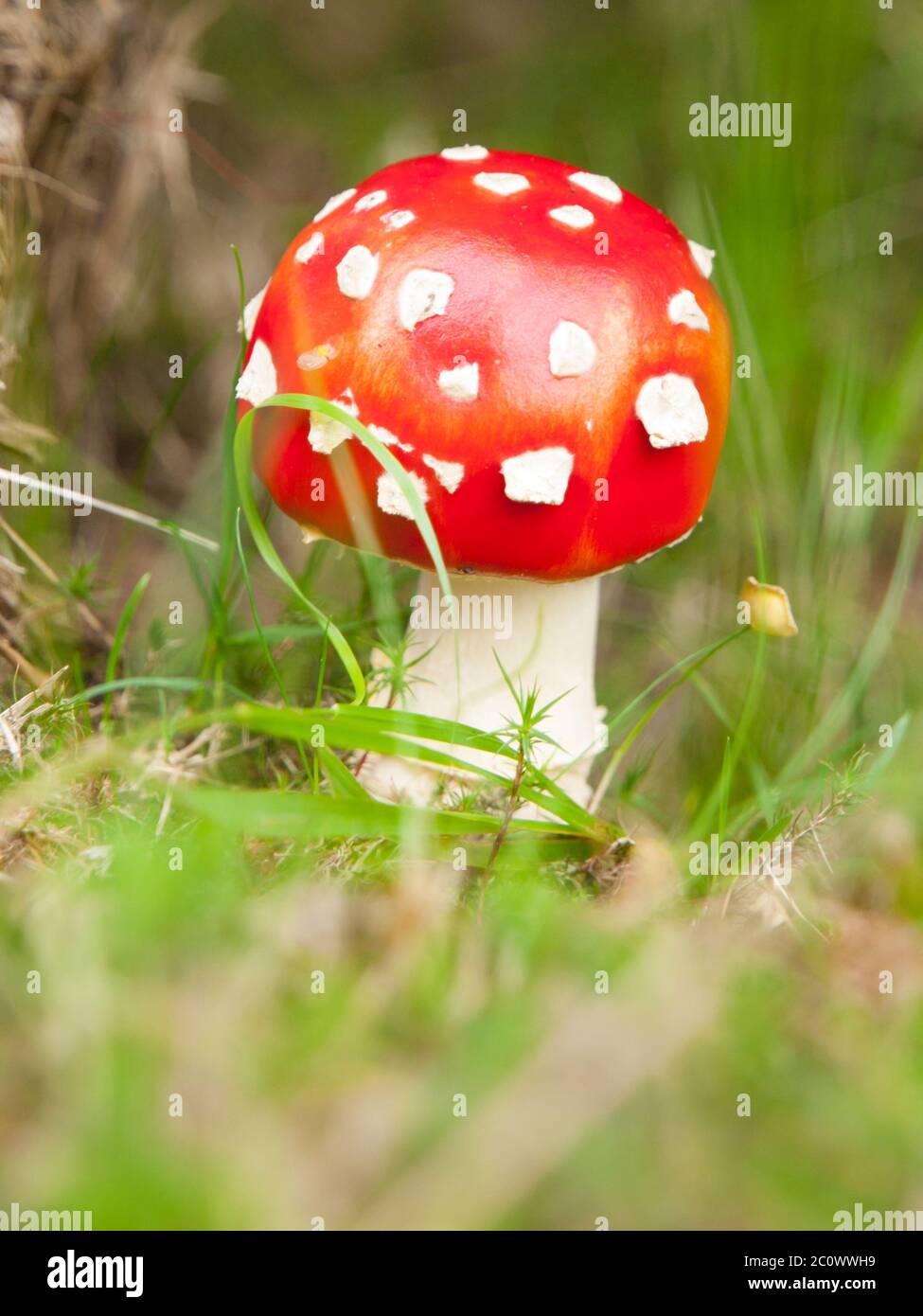 Giovane mosca agarica, o amanita mosca, fungo rosso con tipici punti bianchi. Fungo velenoso nell'erba della foresta. Foto Stock