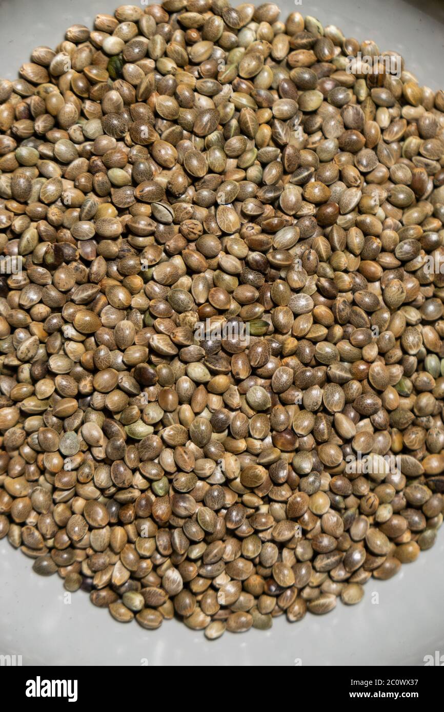 Asciugare i semi sativa di canapa legale nella ciotola. Slovacchia Foto Stock Asciugare i semi sativa di canapa legale nella ciotola. Slovacchia Foto Stock