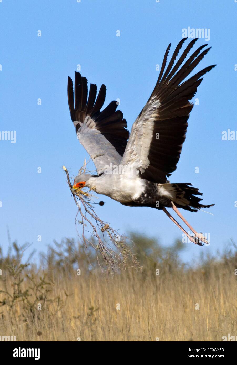 segretario uccello kalahari, kgalagadi Foto Stock
